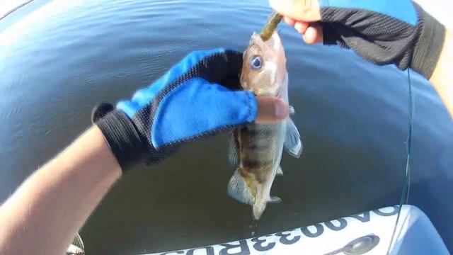 Рыбалка! Ловля СУДАКА и БЕРША летом на джиг. смотреть онлайн