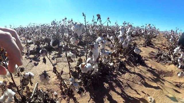 Хлопковые поля в Техасе смотреть онлайн