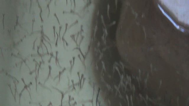 Учебное видео: разведение сиговых рыб. 8. Личинки в ванной. смотреть онлайн