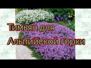 Тимьян для альпийской горки