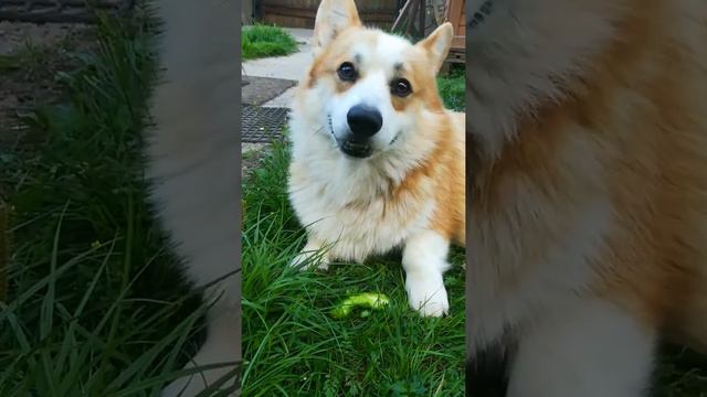 Соломоша корги!!! смотреть онлайн