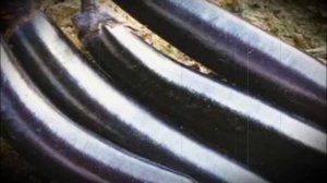 Баклажан сорта король севера особенности выращивания и ухода