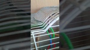 Приручение ожерелового попугая