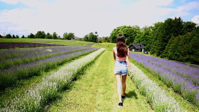 Kelso Lavender Farm | Check It Out Milton смотреть онлайн