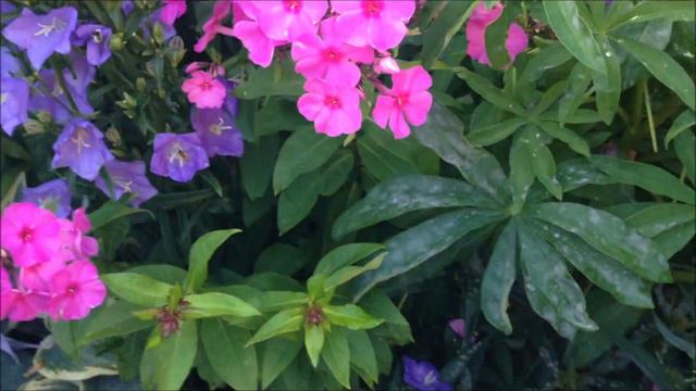 Pink Flame Phlox, Help care, Information, propagation. смотреть онлайн
