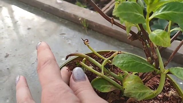 ВИДЕОБЗОР! Гортензия "Runaway bride" ("Сбежавшая невеста") смотреть онлайн