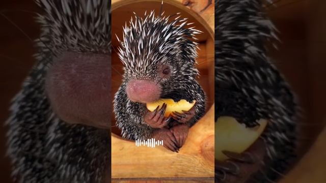 Маленький дикобраз ? смотреть онлайн