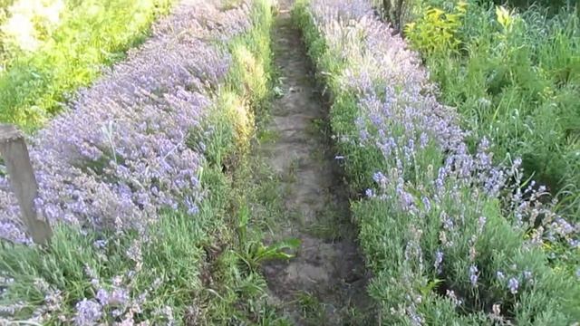 Экскурсия по даче. Пахнущие бордюры. смотреть онлайн