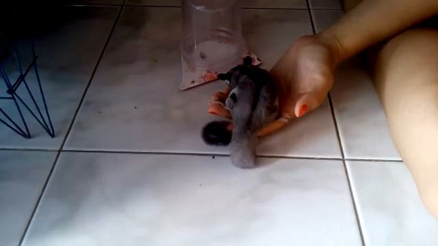 Кузнечик вс Поссум смотреть онлайн