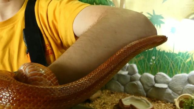 ГЕЛЕНДЖИК 2022. МАИСОВЫЙ ПОЛОЗ. ЖИВОТНЫЕ САФАРИ-ПАРКА смотреть онлайн