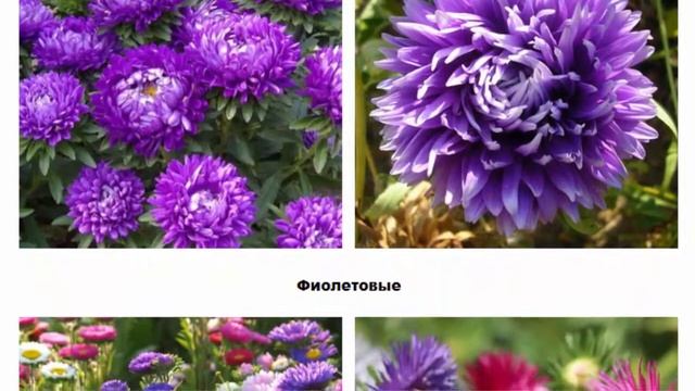 АСТРЫ ВИДЫ, СОРТА И СОВЕТЫ ПО ВЫРАЩИВАНИЮ смотреть онлайн