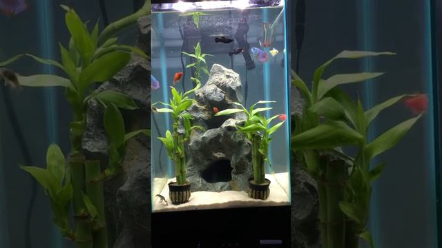 15 gallon fresh water смотреть онлайн