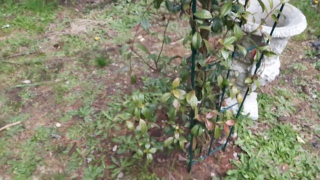 Trachelospermum Jasminoides Is Hardier Than They Say.