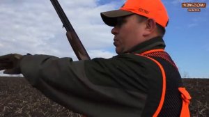 Шикарная охота на фазана с русскими спаниелями.  Часть 2