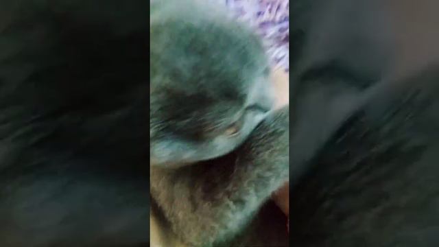 ~Видео про Симку~\\~ она растёт~ смотреть онлайн