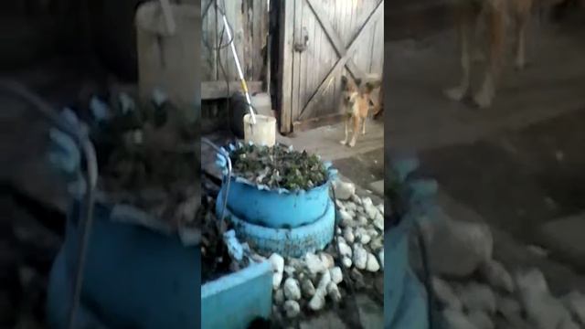 Жру вкусняшки. Кормлю собак. VLOG 1 смотреть онлайн