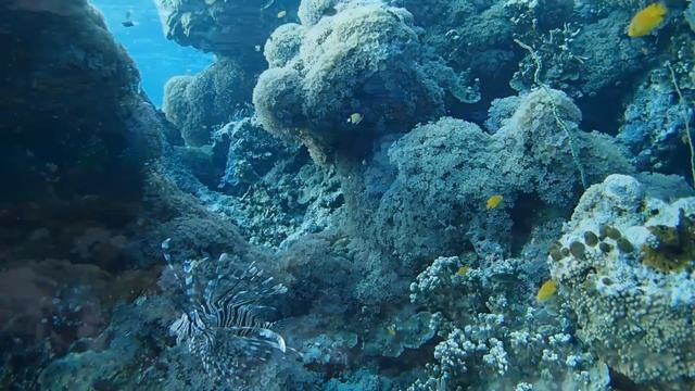 OLYMPUS TG-2 Underwater Test смотреть онлайн
