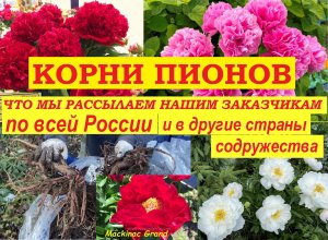 Корни пионов. Лучшие сорта. Что мы рассылаем нашим заказчикам по всей России, в Беларусь и Казахстан