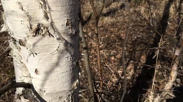 Кулинарный фестиваль с Софией