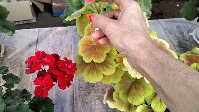 #237.На мгновение вернёмся в лето! смотреть онлайн