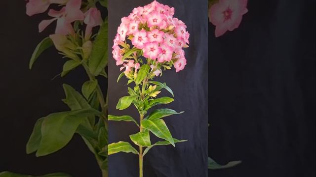 Флоксы из холодного фарфора. Исполнитель @IrinaKrugMusic Дом на горе смотреть онлайн