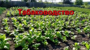 Табаководство - Санитарная ломка нижнего листа.