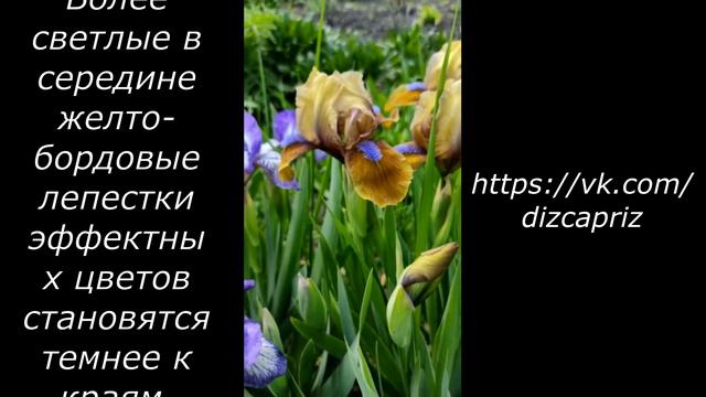 ИРИС КАРЛИК STOCKHOLM #ирисы #клематисы #растенияпочтой смотреть онлайн