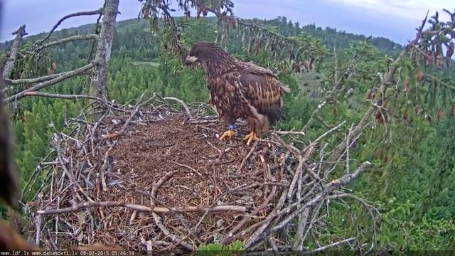 juras erglis 2015 07 08 05 45 57EagletCrashLandsOnNest смотреть онлайн