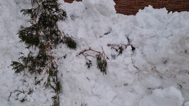 Предчуствия меня не обманули | Сердце кровью обливается