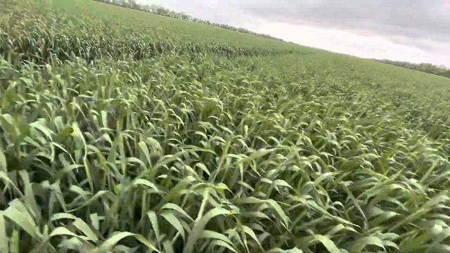 Озимая пшеница 22.05.2023. ЗАО «Кировский конный завод». смотреть онлайн