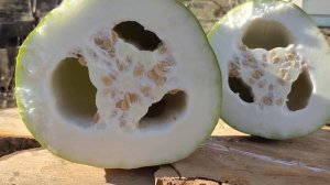 Тыква Бенинказа. Можно ли с неё делать свечи?