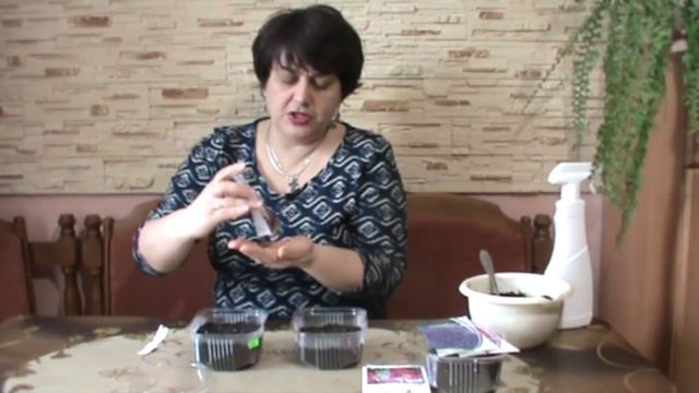 Маттиола(Левкой). Посев матиолы