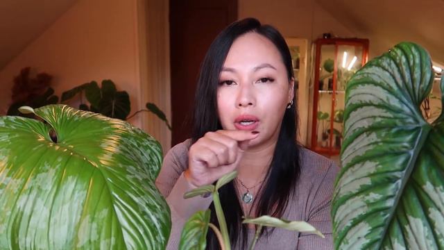 RARE PHILODENDRONS: Philondendron Mamei And Hybrids Vs Philodendron Plowmanii & Care Tips.