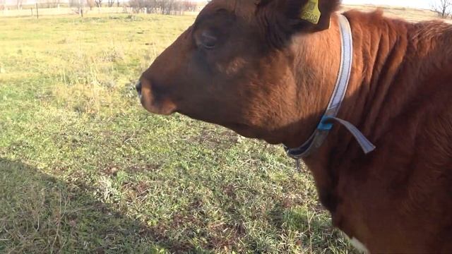 Короткий привет от рогатой компании . смотреть онлайн