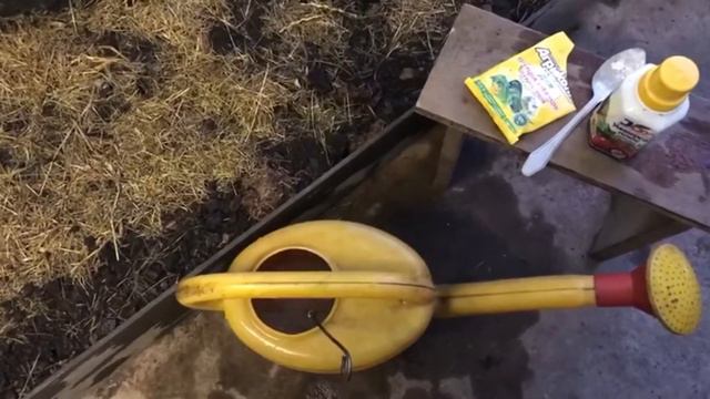 Как я ухаживаю за огурцами в теплице смотреть онлайн