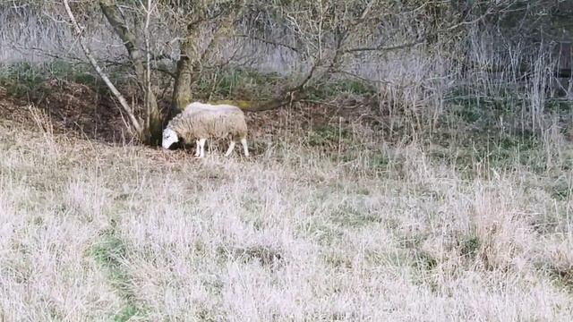 Баран Дорпер Белоголовый ??| Овцеводство смотреть онлайн