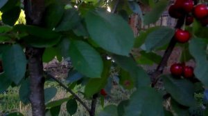 Колоновидная черешня Сильвия 25.06.2021