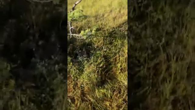 Нырнул в болото. Жесть! Смотреть до конца.