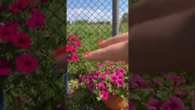 Отличия каскадной от ампельной петунии смотреть онлайн