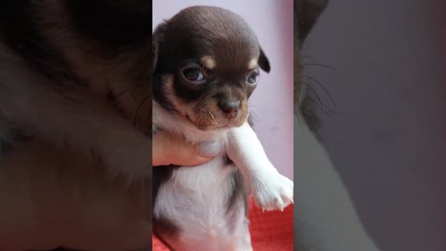 Мелек Купидоновна чихуахуа ПРОДАЖА питомник собак Кастропуло Крым+79787458062 доставка смотреть онлайн