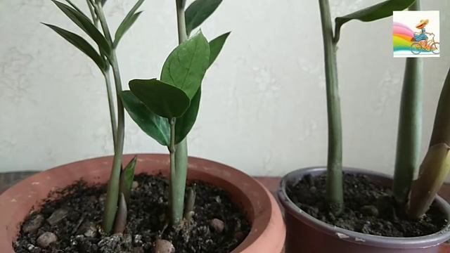 Замиокулькас. Особенности ухода. Стимуляция Роста смотреть онлайн