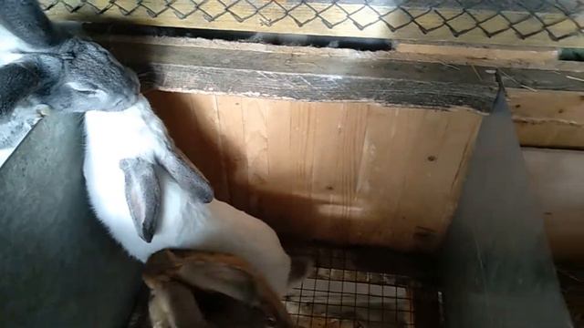 Клетка для кроликов из дерева смотреть онлайн