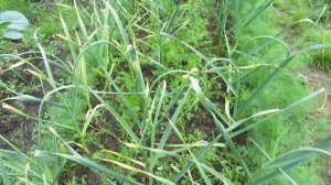 Моя дача. Что новенького?