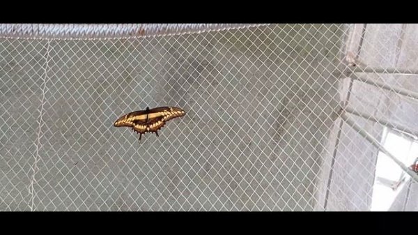 Сад Бабочек. Дубай. Buterfly garden. Путешествия c Andrey El Rey.