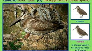 Вальдшнеп. Голоса птиц