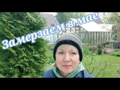 Замерзаем в мае.Погибают даже морозостойкие многолетники. Покупки.Ужин дачный. смотреть онлайн