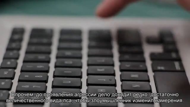 Московская сторожевая смотреть онлайн