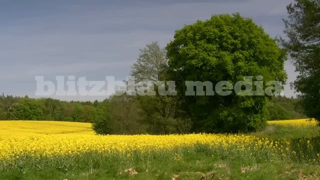 Stock Footage Europe Germany Mecklenburg Canola Field Nature Landscape Paradise Raps Natur Urlaub смотреть онлайн