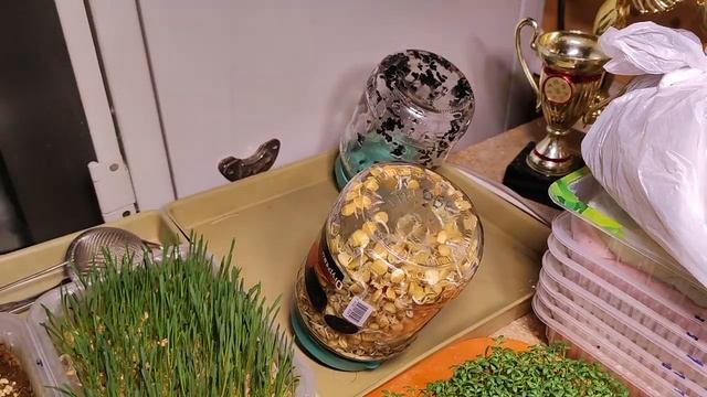 Уход за проростками в банках смотреть онлайн