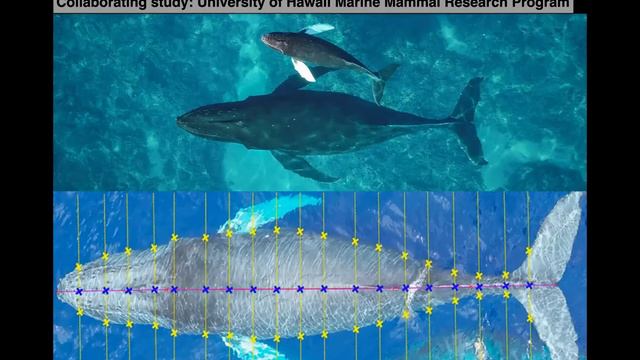 All The Humpback Whales Of The Pacific Ocean
